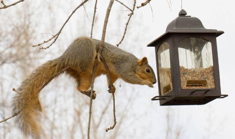 A squirrel on a bird feeder.