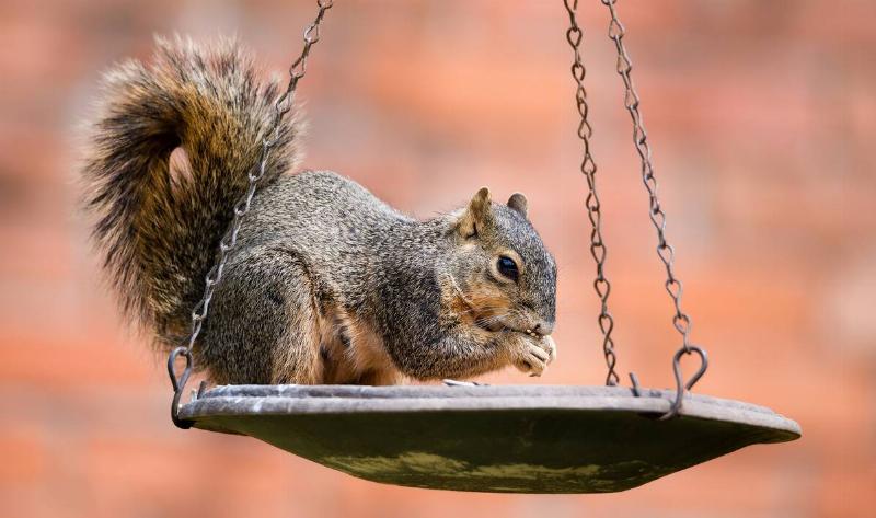 A squirrel on a bird feeder.