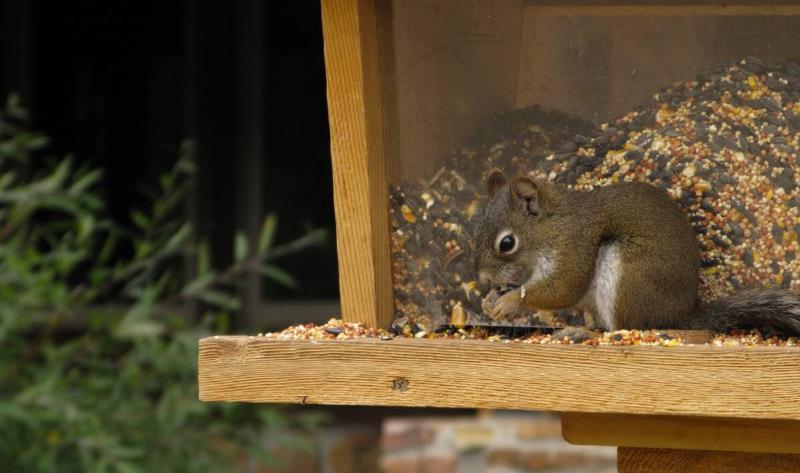 A squirrel on a bird feeder.