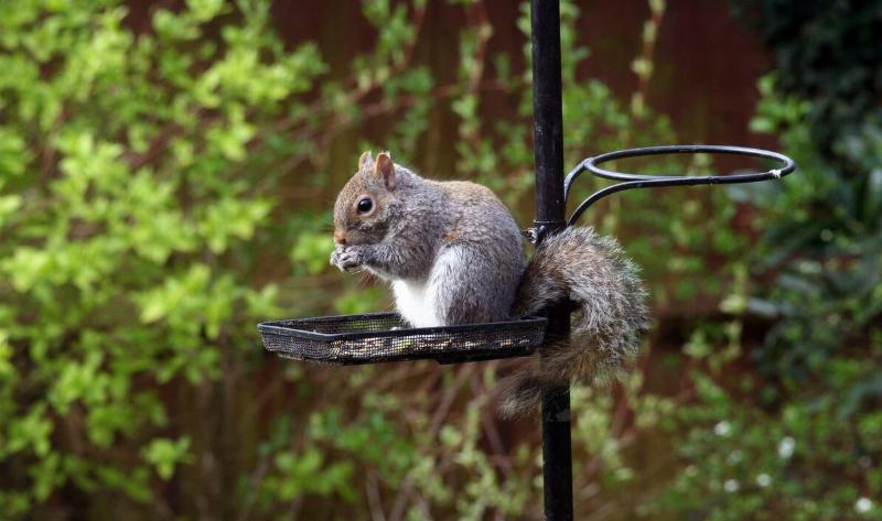 A squirrel on a bird feeder.