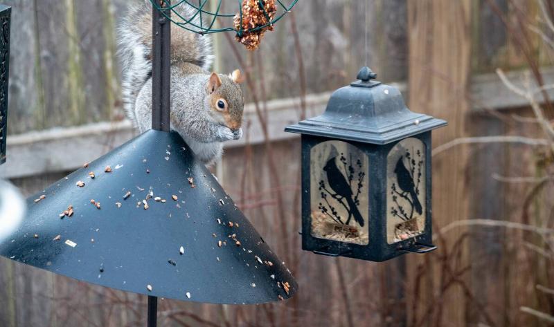 A squirrel on a bird feeder.