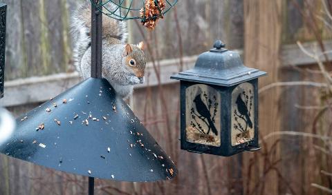 A squirrel on a bird feeder.