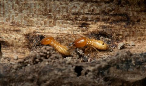 Two termites on some wood.
