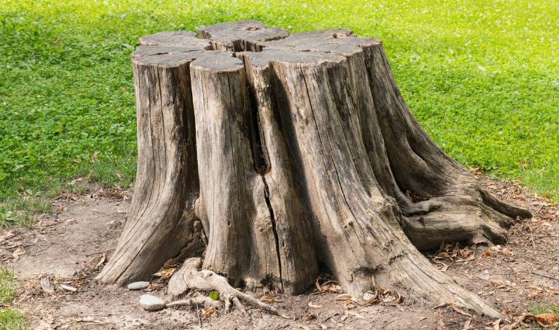 A tree stump.