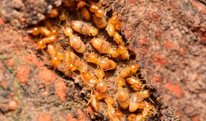 A group of termites.