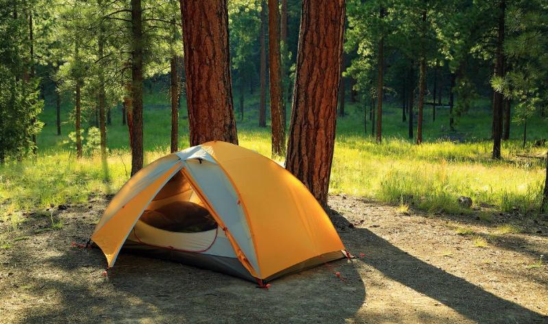 A tent on the forest floor.