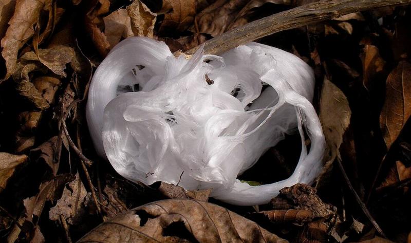 Frost flowers in some leaf debris.