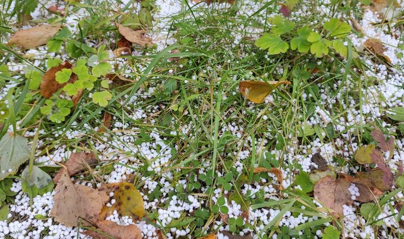 Grauple in the grass.