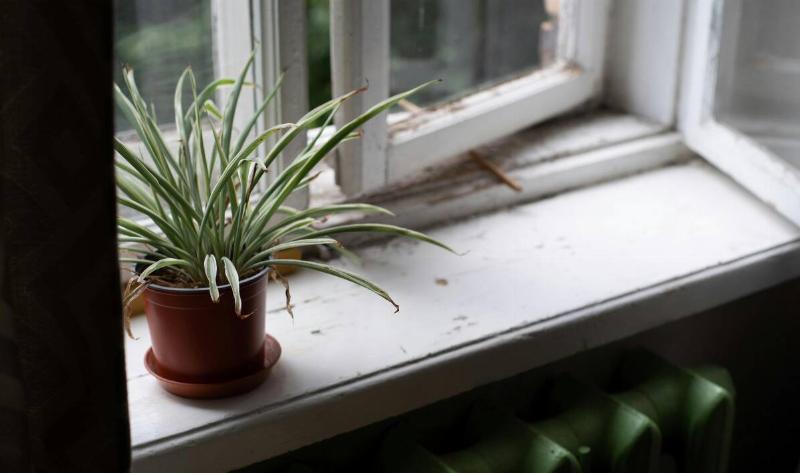 A snake plant in a pot next to an open window.