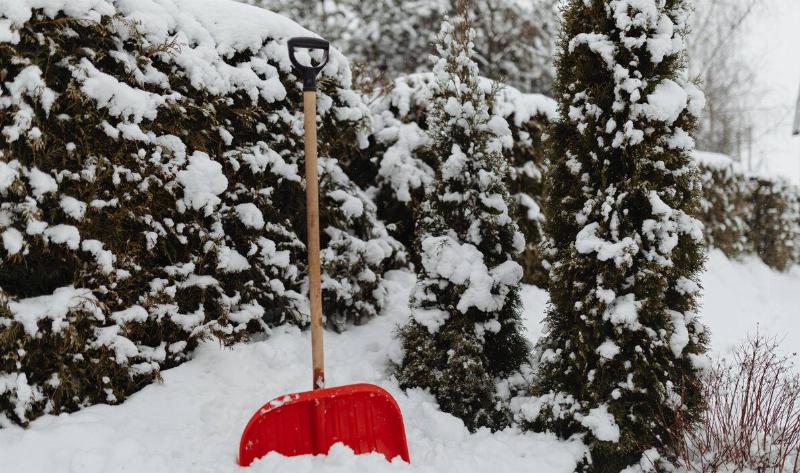 A red snow shovel planted in the snow next to a hedge and some evergreen shrubs.