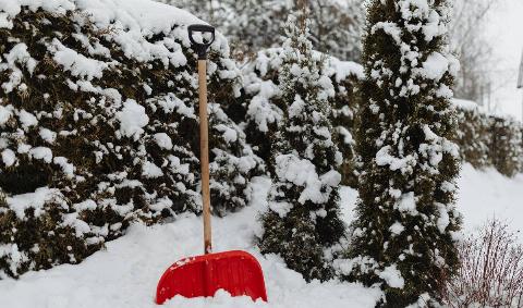 A red snow shovel planted in the snow next to a hedge and some evergreen shrubs.