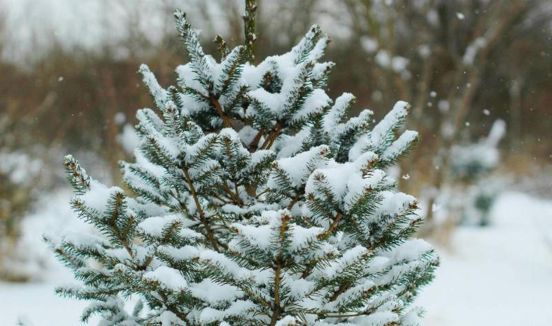 A small evergreen tree with snow on its branches.