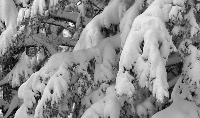 A closeup of an evergreen tree with lots of snow on its branches.