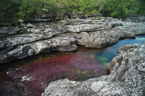 Colorful endemic freshwater plants known as macarenia clavigera create  colorful natural tapestries at Los Ochos section of the Cano Cristales 
river, commonly called the River of Five Colors or the Liquid Rainbow.