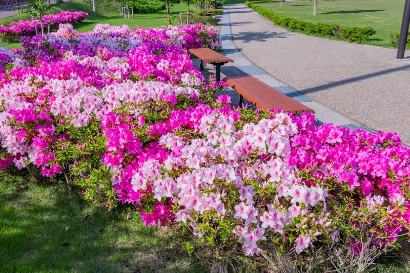 A large section of azalea bushes.