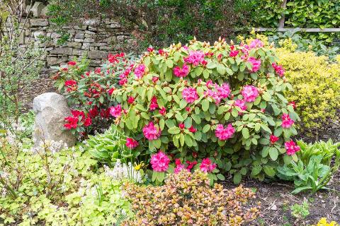 An azalea bush in a garden.