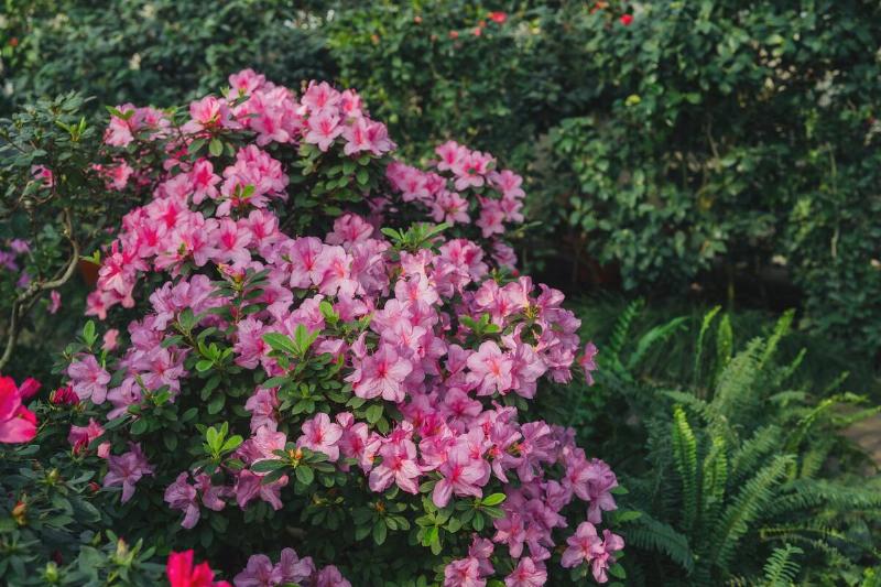 Bright pink azalea flowers blooming.