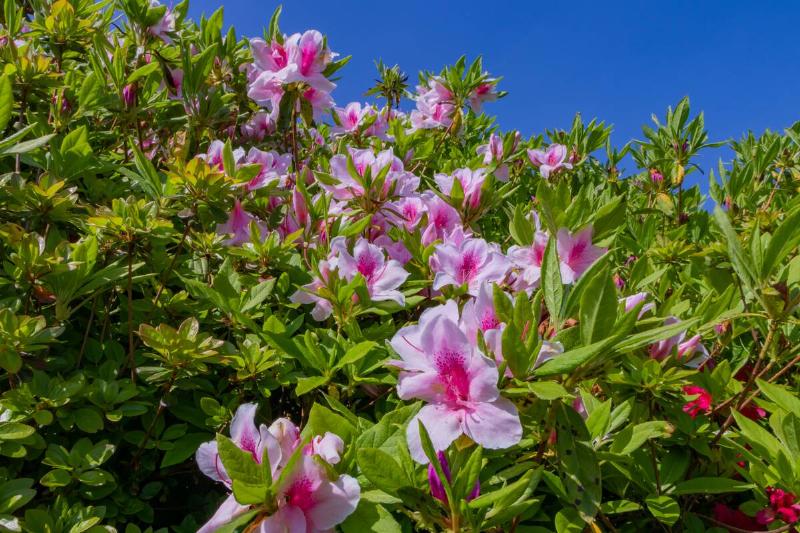 Bright pink azalea flowers blooming.