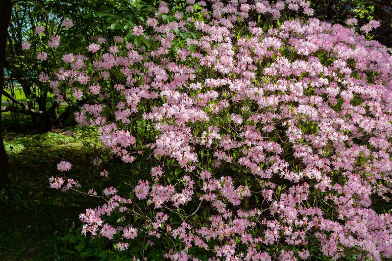 An azalea bush in a garden.