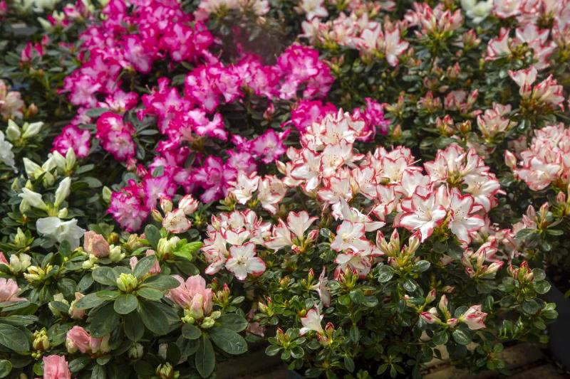 Azalea - Acelya is the name given to some plant species of the rhododendron (Rhododendron) genus of the Ericaceae family.