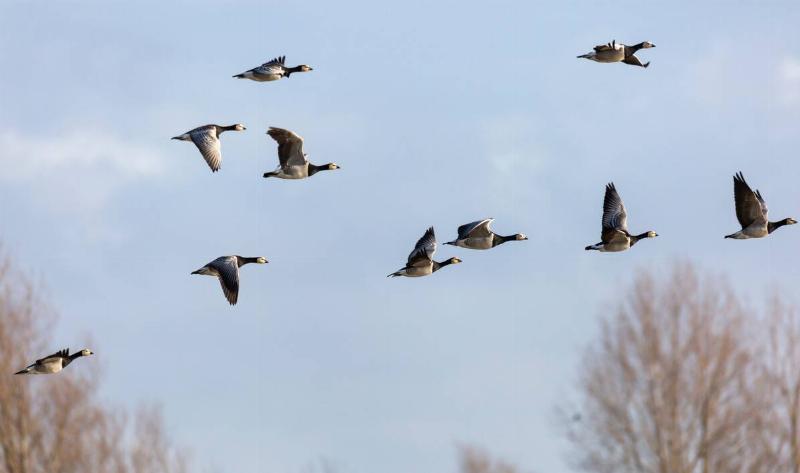 A flock of geese flying across the sky.
