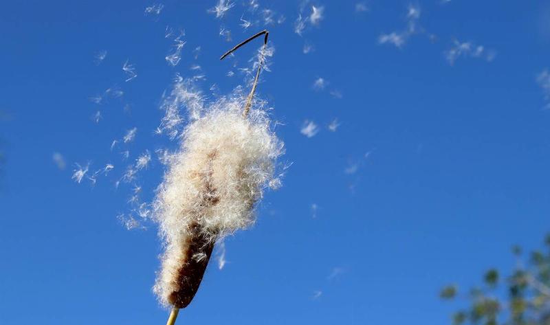 A cattail that's exploded and is covered in fluff.