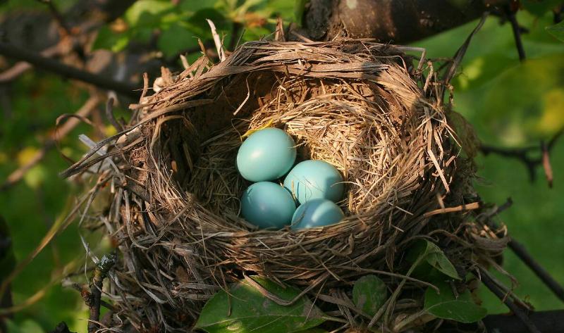Four blue robin's eggs in a nest in a tree.