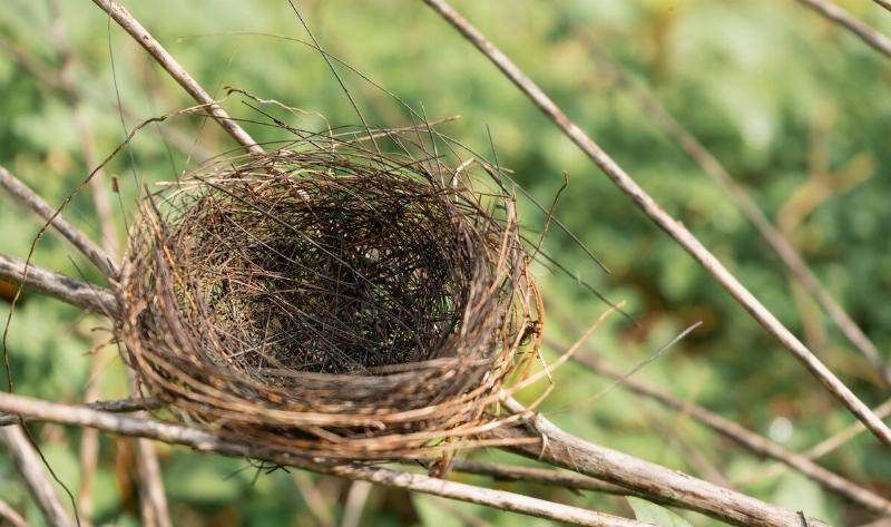 An empty bird nest in a tree.