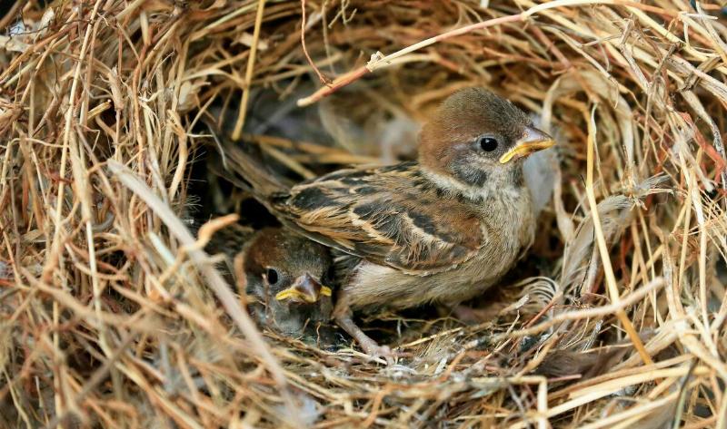 Young birds in a nest.