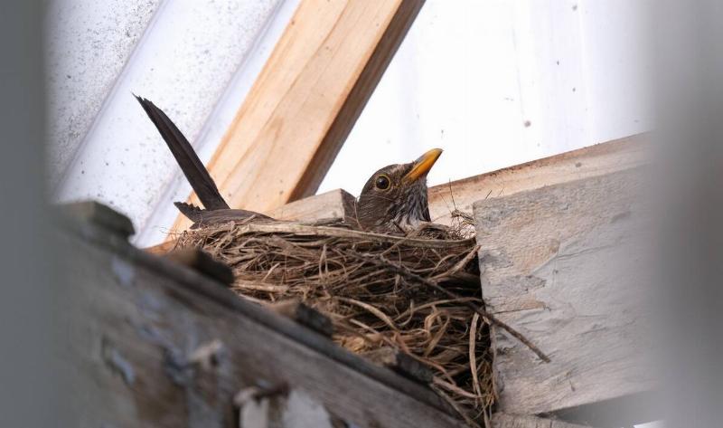 A young bird in a nest.