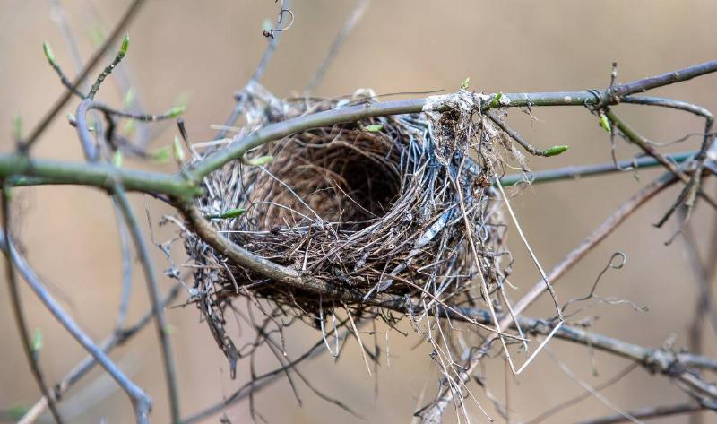 An empty bird nest in a tree.