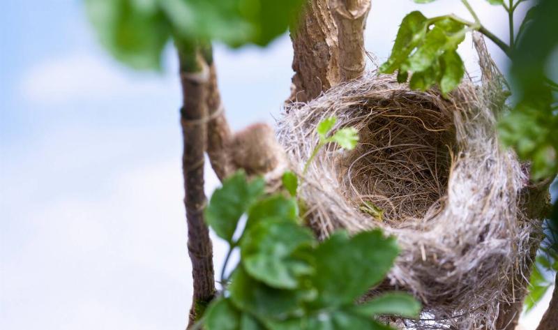An empty bird nest in a tree.