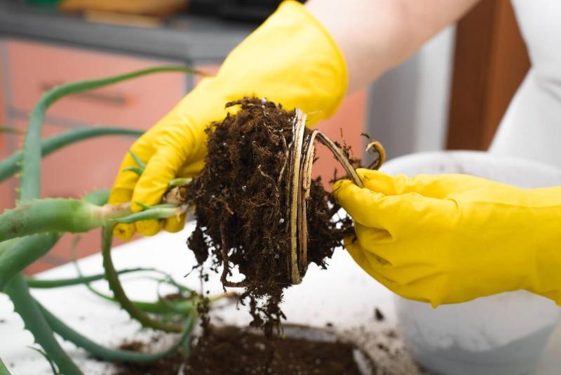 Close-up of an elderly woman's hands in gloves holding aloe vera roots.  Housewife caring for the plant, indoors. Retired gardener transplanting a
 medicinal plant. Selective focus on roots