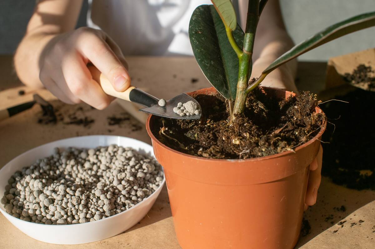 Pour fertilizer into a pot with a ficus with a small spatula for the