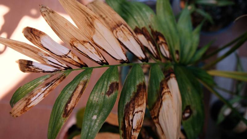 The palm trees with leaves were showed burned symptoms caused by sunburn during hot weather at summe
