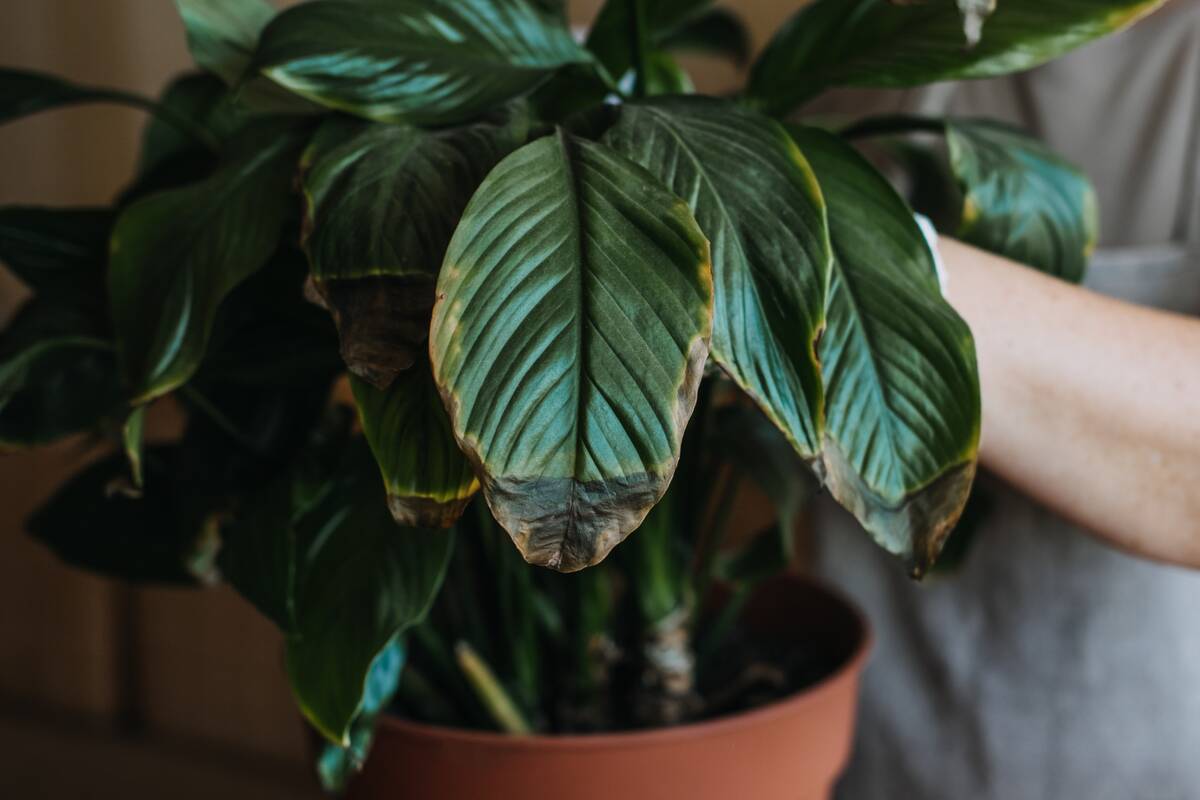 Houseplants diseases. Indoor plants Diseases Disorders Identification  and Treatment, Houseplants sun burn. Female hands cutting Damaged Leaves
 from potted Spathiphyllum Sensation houseplant