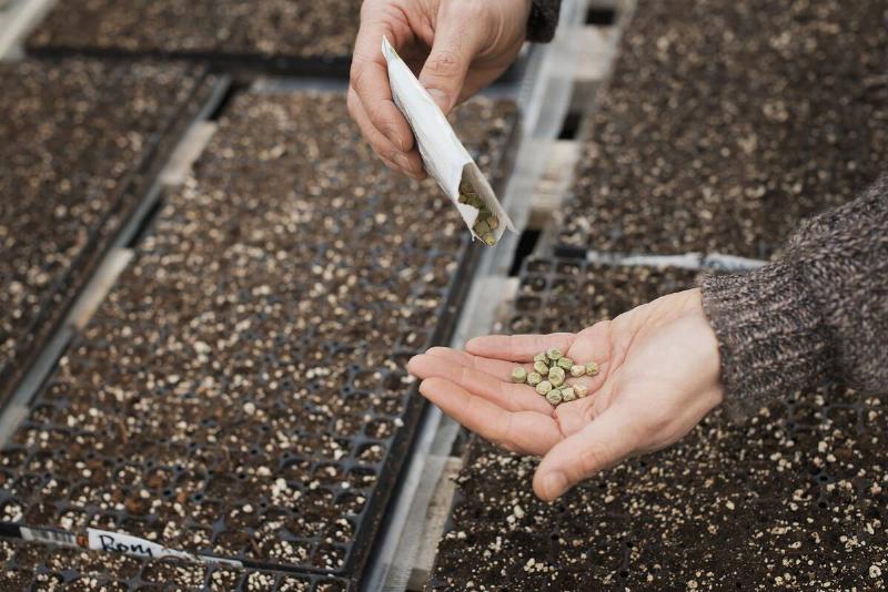 Spring growth in an organic plant nursery. A person holding seed in the palm of his hand.