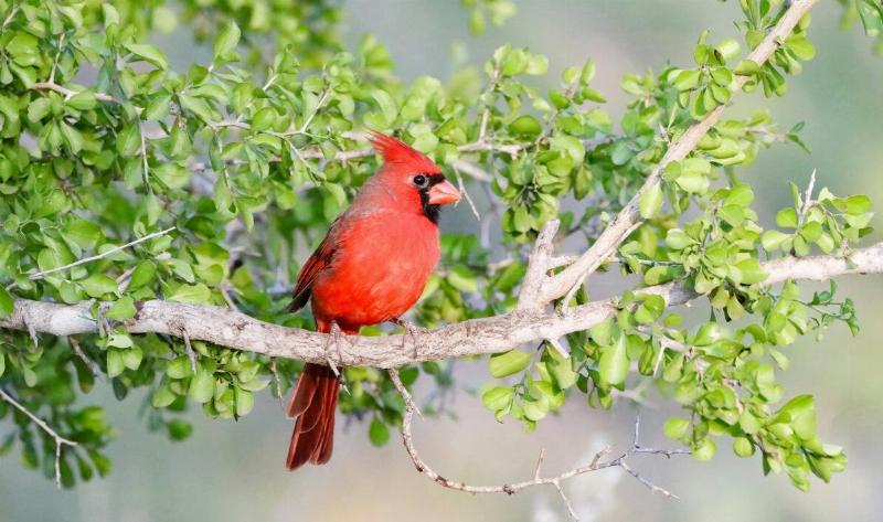 A male cardinal on a branch.
