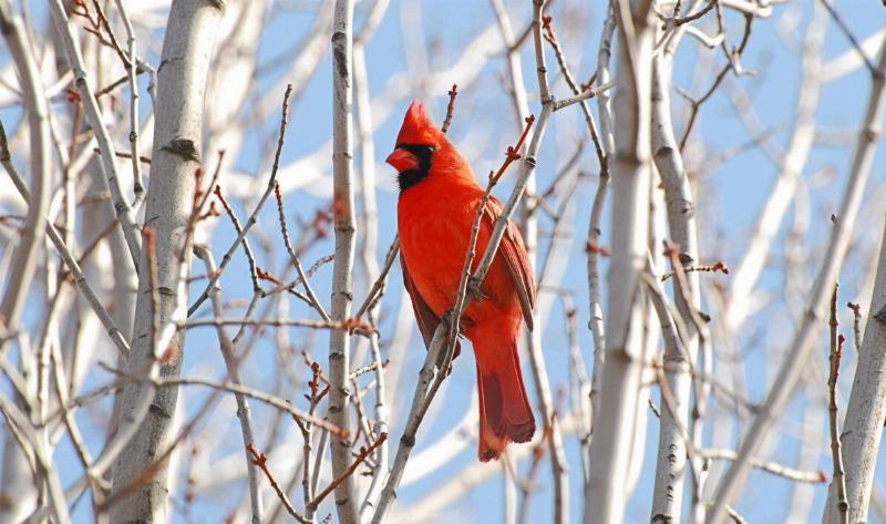 A male cardinal on a bird tree branch.