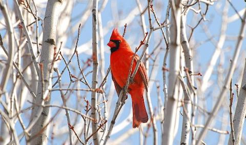 A male cardinal on a bird tree branch.