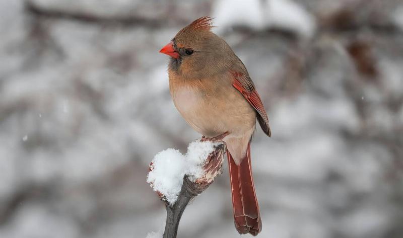 A female cardinal on a snowy branch.