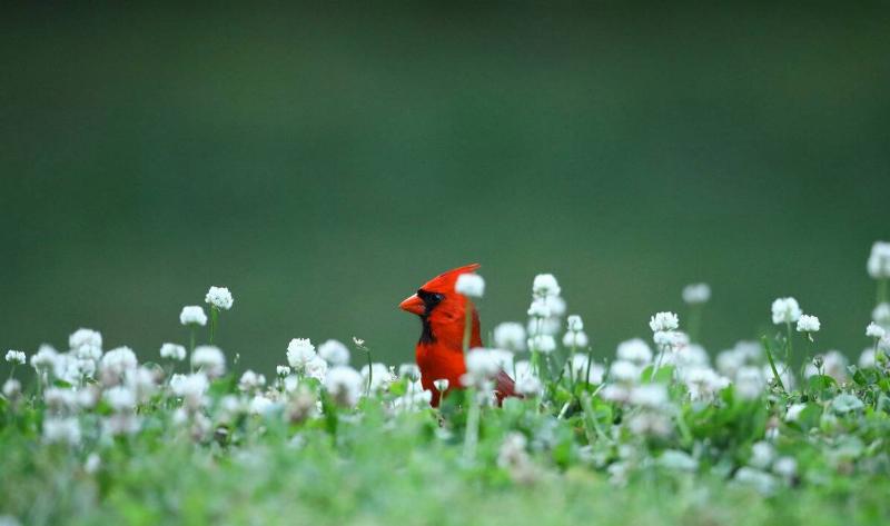 A male cardinal's head poking up out of a field of small white flowers.