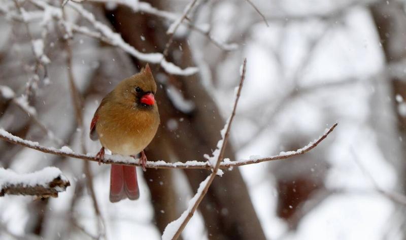 A female cardinal on a snowy branch.