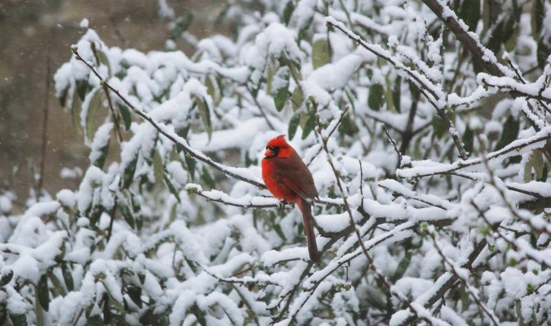 A male cardinal on a snowy branch.