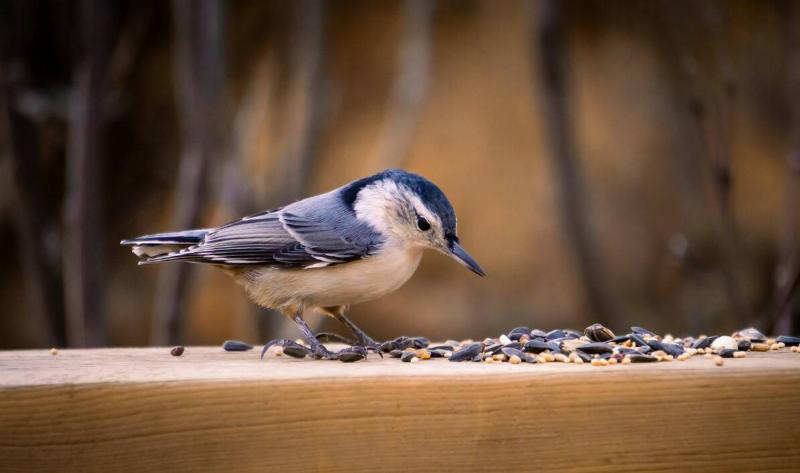 A white-breasted nuthatch on a platform with birdseed.