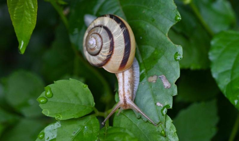 A snail on some leaves.