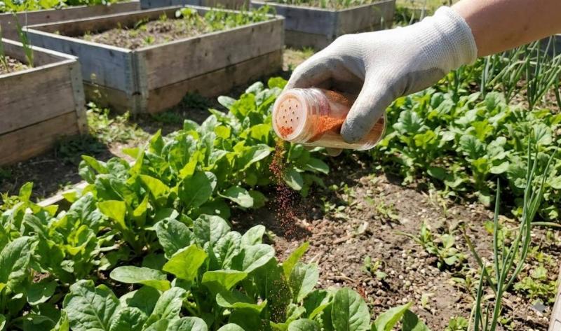 A person sprinkling cayenne pepper in a garden.