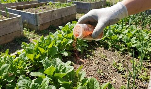 A person sprinkling cayenne pepper in a garden.