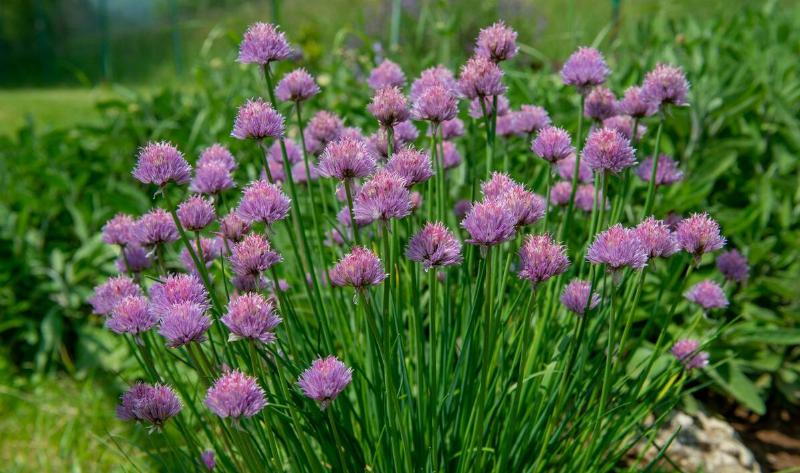 A bundle of well-growing chives.