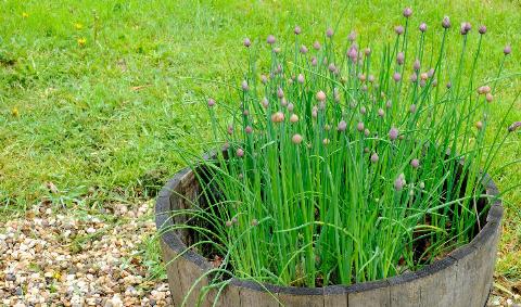 Chives growing out of a barrel.